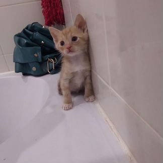 Арахис 1.5 месяца