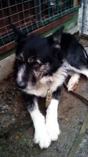 Собака в добрые руки