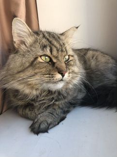 Ищем новую семью для кота