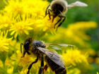 Живые пчёлы для апитерапии