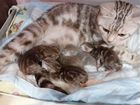 Шотландские шоколадные мраморные котята Подарок на объявление продам