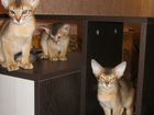 Абиссинские ласковые котятки объявление продам