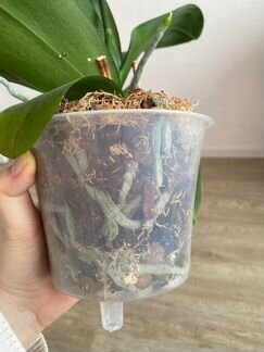 Орхидея Фаленопсис Пират Пикоти