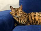 Бенгальская кошка ищет дом объявление продам