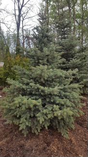 Ель голубая Глаука 2,5 - 3 метра