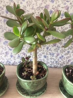 Денежное дерево.ном.2