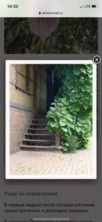 Кирказон Аристолохия лиана семена