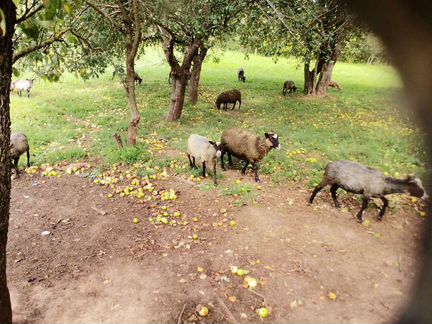 Овцы и бараны - фотография № 3