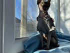 Канадский сфинкс - красавец вязка объявление продам