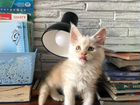 Питомник великолепных кошек объявление продам