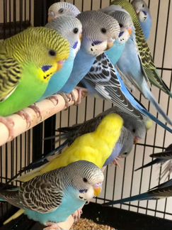 Волнистый попугай