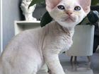 Котята Девон-рекс объявление продам