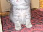 Котята от Шотландской кошки объявление продам