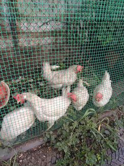 Куры несушки