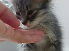Котёнок-Зайка ) в дар в добрые руки