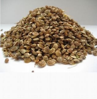 Семена Эспарцет