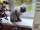 Персидская кошка в добрые руки бесплатно объявление продам