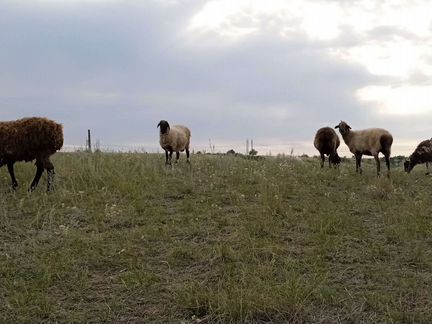 Курдючные бараны овцы - фотография № 6
