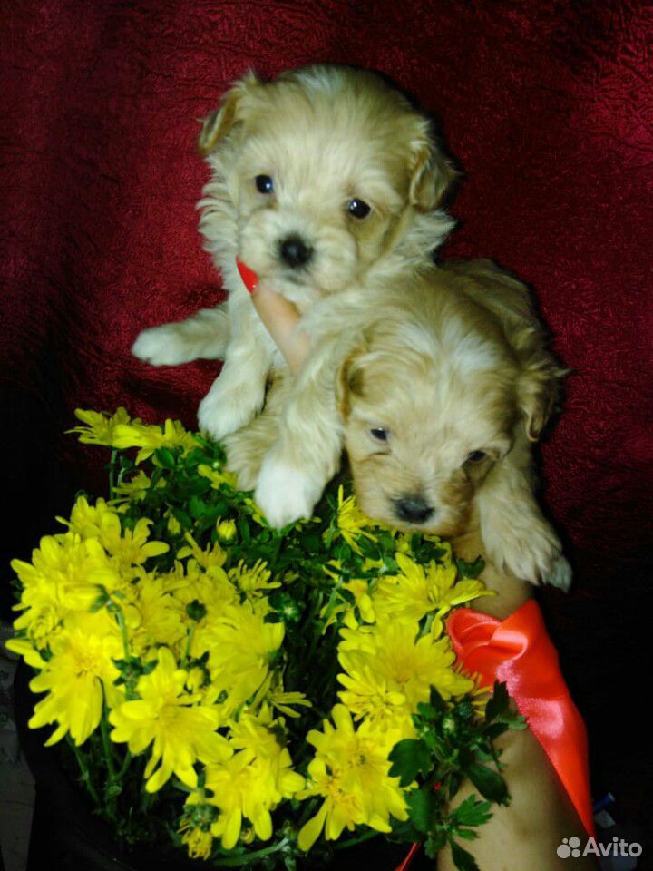 Maltipoo F1