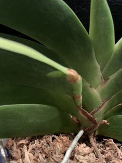 Орхидея Angraecum Leonis