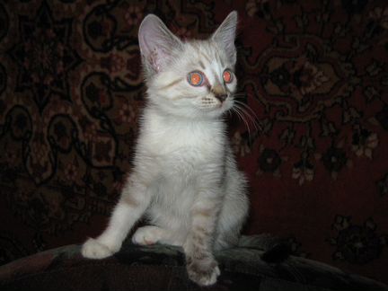 Тайский котенок окраса сил-тэбби-пойнт
