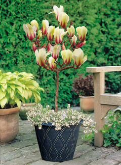 Магнолия коко для комнатного выращивания