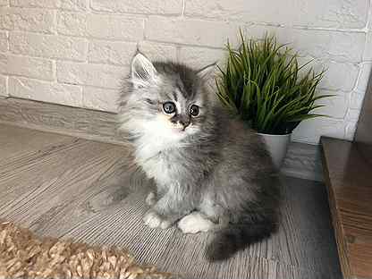 Кошки и котята ðŸˆ породы Британская: купить недорого в Красноярске