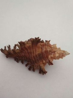 Ракушка морская