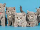 Британские Котята модных окрасов-голубой объявление продам