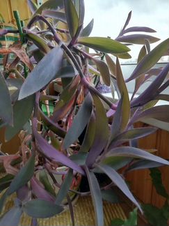 Комнатные растения