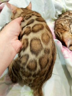 Бенгальские котята