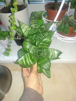 Сансевиерия Ханни