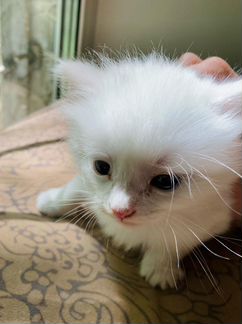 Белые и черные котята метисы. Кот- турецкая ангора