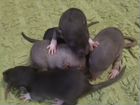 Крысята Дамбо в 2 цветах объявление продам