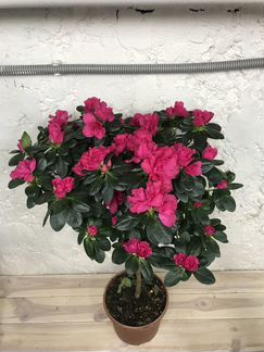 Рододендрон