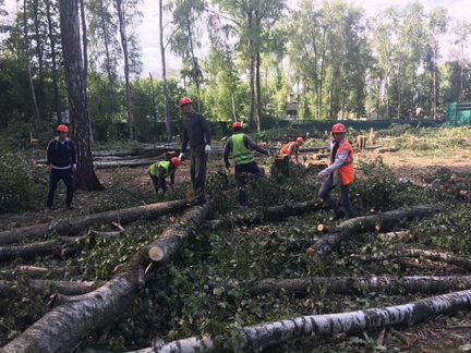 Пилим аварийные деревья по москве, мо.РФ