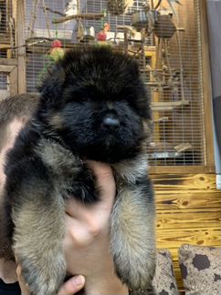 Щенок немецкая овчарка