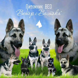 Щенки Восточноевропейской овчарки