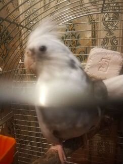 Пара безщеких корелл