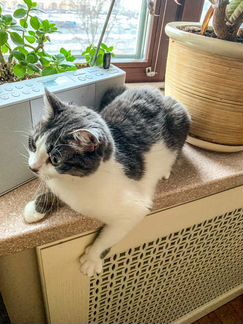 Кошка Поночка
