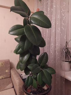 Фикус Эластика