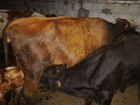 Корова дойная с телёнком,также можно купить телёнк объявление продам