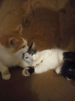 Кошки в добрые руки