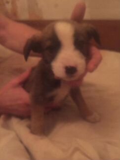 Отдаем щенков в хорошие руки