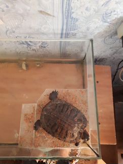 Черепаха с террариумом