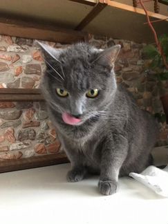 Котик Тишка спасенный от наследников, ищет дом