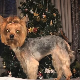 Стрижка собак и кошек