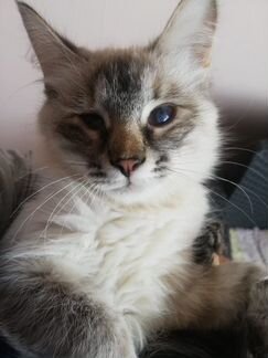 Невская маскарадная