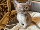 Бурманские котята объявление продам