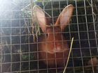 Кролики породы новозеландский красный объявление продам